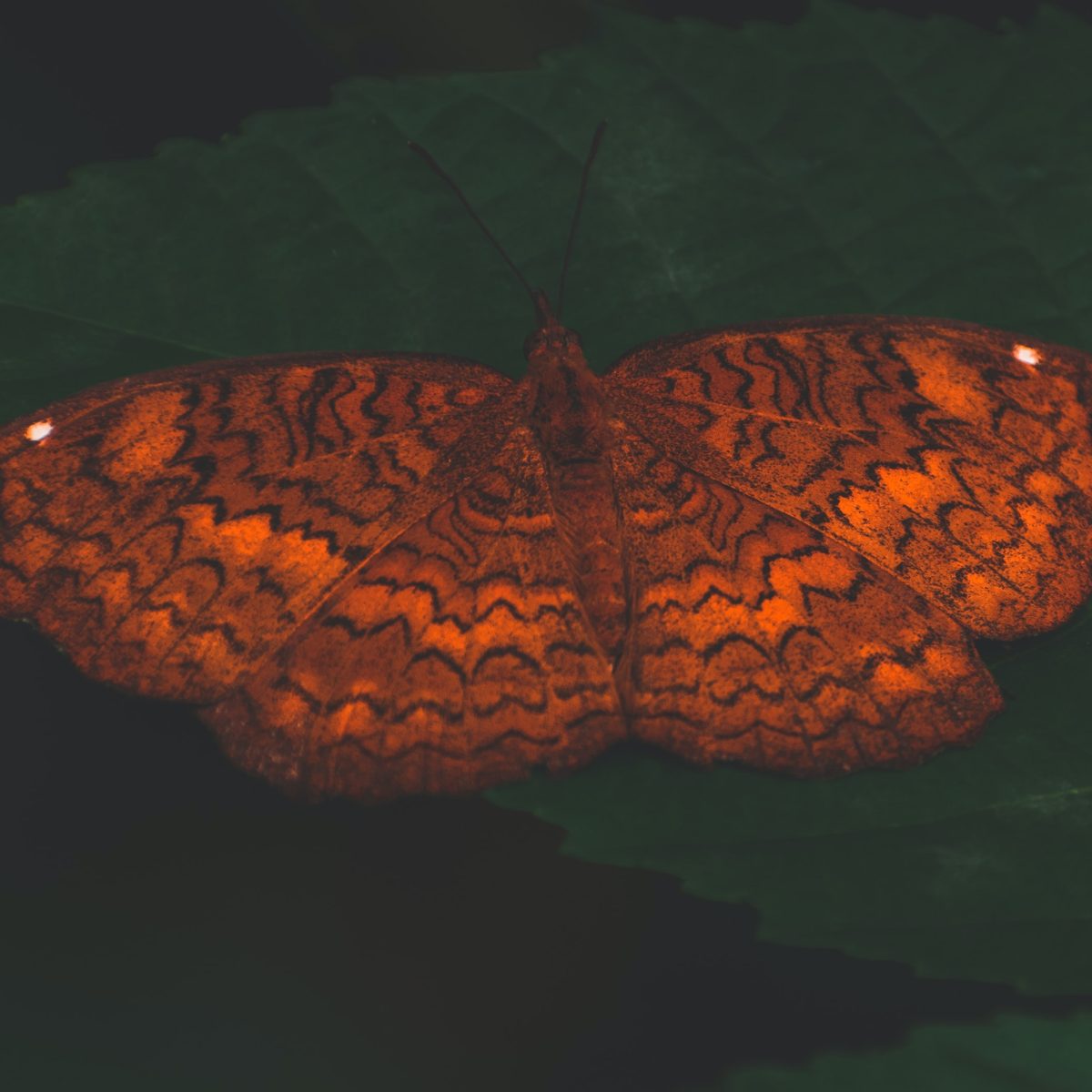 butterfly